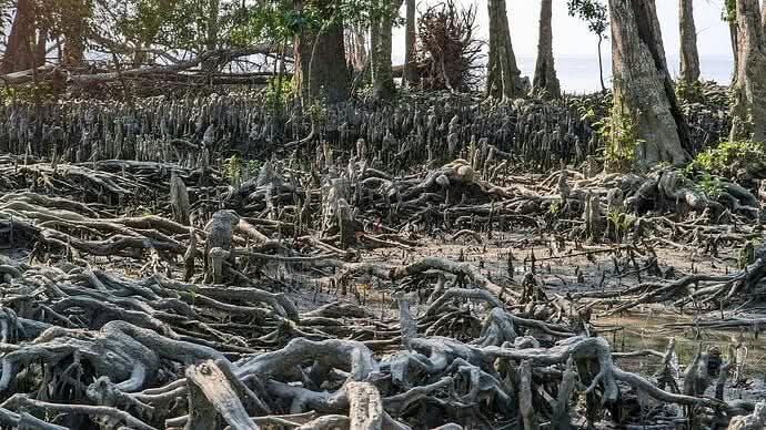 Bangladesh's big challenge at COP31: Climate finance and demand for fairness