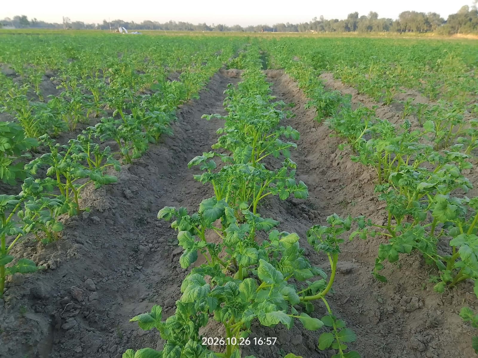 Despite Fears of Losses, Farmers Take to the Fields with Early-Variety Potatoes Hoping for Better Profits