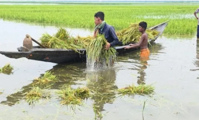Heavy downpour damages crops of over 4,800 farmers in Manikganj