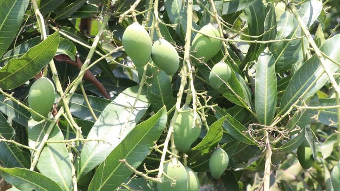 Rajshahi research centre drives quiet revolution in fruit cultivation