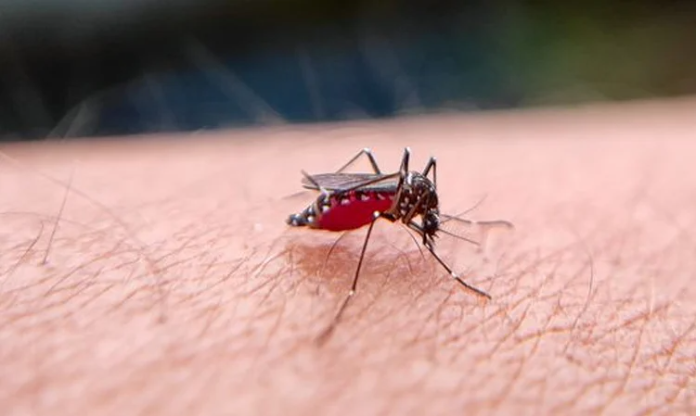 Experts stress mass awareness to prevent dengue